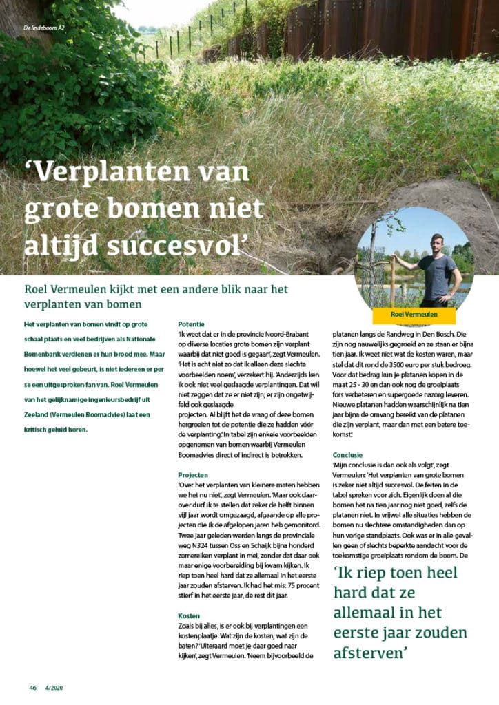 Verplanten van grote bomen niet altijd succesvol