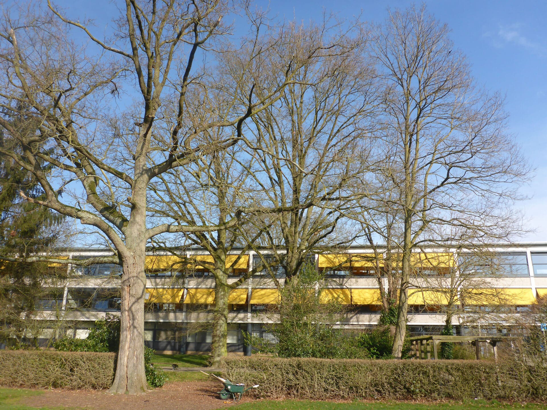Bomen Effect Analyse Celebeslaan 10-20
