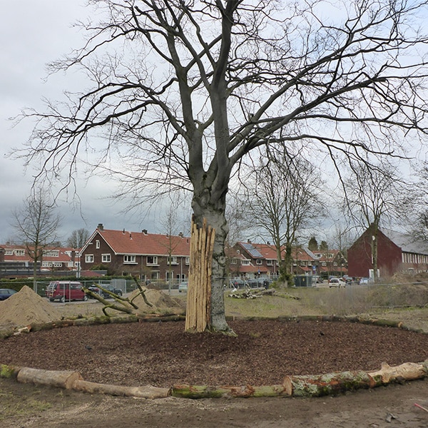 Groeiplaatsverbetering bruine beuk in Vught